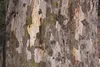 SAFLAX - Red River - Eukaliptus - 200 Nasiona - Eucalyptus Podgląd zdjęcia produktu 9
