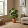 Monstera Deliciosa, Fensterblatt, Zimmerpflanze, 70-80 cm, Produktbild-Vorschau 3