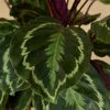 Bloomique - Calathea Medallion - Roślina pawia - Rośliny Podgląd zdjęcia produktu 6