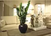 Glücksfeder FloraSelf Zamioculcas zamiifolia H 60-70 cm Ø Produktbild-Vorschau 4