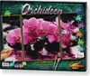 Noris Spiele Malen nach Zahlen - Orchideen (Triptychon); Produktbild-Vorschau 5