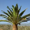 Semená Phoenix Canariensis - balenie 10 ks - Semená palmy - Náhľad obrázku produktu 12