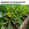 Zucchini Black Beauty Samen - Cucurbita pepo - Produktbild-Vorschau 7