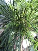 Thuja plicata Whipcord - Faden-Lebensbaum - Veredelung auf Produktbild-Vorschau 2