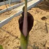 Aronia (Amorphophallus raungense)  – 1 vyklíčený semeno Náhled obrázku produktu 1