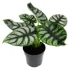 Alocasia baginda Silver Dragon Tropenwurz Alokasie Produktbild-Vorschau 1