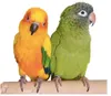 Two parrots perched on a wooden branch against a white background. Voir les images du produit
