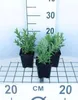 6 x  Lythrum salicaria - Weiderich - Topf 9 x 9 cm Produktbild-Vorschau 1