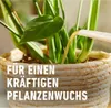 COMPO  Grünpflanzen- und Palmendünger - 500 ml Produktbild-Vorschau 5