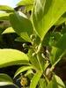 Bayernkiwi männliche Kiwipflanze Kiwi Actinidia arguta Produktbild-Vorschau 3