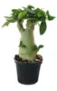 Kleine Wüstenrose, Adenium, Überraschungsfarbe, 14cm Topf Produktbild-Vorschau 2