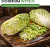 Zichoriensalat Zuckerhut Samen - Cichorium intybus - Produktbild-Vorschau 2