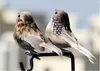 12 Stück künstliche Vögel auf Clips Federschaum Vögel zum Produktbild-Vorschau 2
