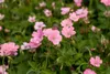 Geranium x oxonianum 'Wargrave Pink', Storchschnabel, rosa, Produktbild-Vorschau 8