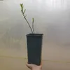 Magnolie Fiume Giallo 2L Anteprima dell’immagine prodotto 5