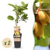Żółte Kiwi - Actinidia deliciosa Golden Kiwi - Żółty owoc | Podgląd zdjęcia produktu 1