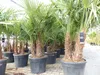Trachycarpus Fortunei Gruppe mehrstämmig Palme, winterhart Produktbild-Vorschau 10