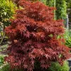 A Japanese maple tree with red leaves in a garden setting. Podgląd zdjęcia produktu