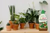 Biohumus Flüssigdünger für Zimmerpflanzen 1l Produktbild-Vorschau 6