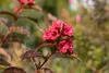 Weigelie Bristol Ruby 100-150 cm, im Topf - Weigela Produktbild-Vorschau 14