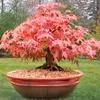 Semena Acer Palmatum - balení 10 ks - Exotická semena - Náhled obrázku produktu 3
