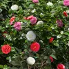 GreenboutiQ - Sträucher - Camelia japonica Tricolour - Produktbild-Vorschau 4