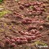 Saatkartoffeln Desiree A 28/35 (10 kg) - Organifer Produktbild-Vorschau 7
