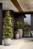 A decorated Christmas tree and potted plants are placed on a patio next to a dark-colored building with a thatched roof. Produktbild-Vorschau