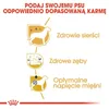 Royal Canin Poodle Adult, Dorosły, Pudel, Mini (5 - 10 kg), Podgląd zdjęcia produktu 9