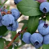 A close-up view of several ripe blueberries on a branch with green leaves. Produktbild-Vorschau