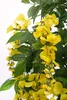 Goldregen 120 cm künstlich wie echt Wisteria Glyzinienbaum Produktbild-Vorschau 10