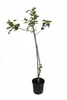 Apfelbaum Malus Starking Roter Delicious – Obstbaum 100–140 Produktbild-Vorschau 4