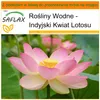 SAFLAX - Garden in the bag - Indyjski Kwiat Lotosu - 8 Podgląd zdjęcia produktu 10