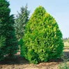 Chamaecyparis lawsoniana 'Erecta Aurea', Gelbe Produktbild-Vorschau 3