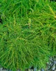 A close-up view of a green plant with small leaves and thin branches, with some gravel visible at the bottom. Produktbild-Vorschau