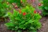 Stauden Gänge 10 x Geum rivale 'Flames of Passion‘ - Produktbild-Vorschau 7