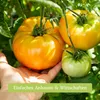 Own Grown Tomaten-Samen 12er Saatgut-Set Produktbild-Vorschau 7