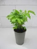 Echter Baldrian - Valeriana officinalis - Arzneibaldrian - Produktbild-Vorschau 1