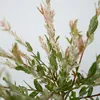 Saule crevette - Salix integra 'Flamingo' - Hauteur Voir les images du produit 4