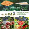 Collage of images showing a grow light, plants in different stages of growth, and various fruits and vegetables. Produktbild-Vorschau