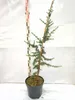 A small potted cedar tree is shown next to a measuring stick. Produktbild-Vorschau