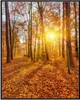 Wallario Wandbild Sonnenuntergang im herbstlichen Wald, Produktbild-Vorschau 1