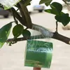 A close-up shot of a plant branch being grafted with transparent tape and a roll of green tape. Produktbild-Vorschau