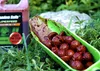 Boilies SuperFeed 18 mm/1 kg Halibut & Jahoda Anteprima dell’immagine prodotto 7