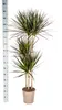 Dracaena Marginata Magenta, pot de 24 cm - hauteur 130-150 Voir les images du produit 4