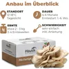 Hawlik Pilzbrut Austernpilzkultur groß – Pilzzucht Set, Produktbild-Vorschau 4