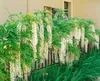 Wisteria floribunda, glicynia japońska, 60-100 cm Podgląd zdjęcia produktu 13