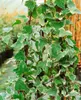 Hedera helix 'Glacier', Efeu, grün-weiß, ca. 9x9 cm Topf Produktbild-Vorschau 4