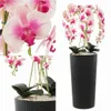 Künstliche Orchidee Cremerosa Kaskaden Blumenstrauß im Topf Produktbild-Vorschau 4