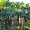 5 Stück XXL Stämme, Palme Trachycarpus fortunei - Produktbild-Vorschau 8